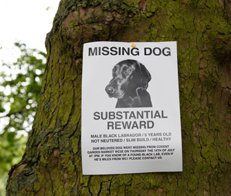 found lost dog found lost dog